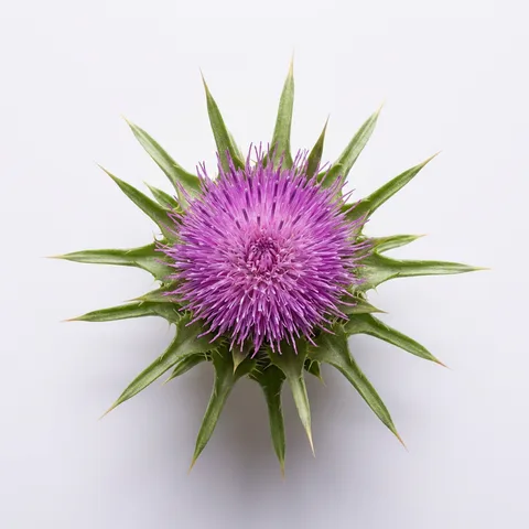 Milk thistle flower